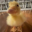 cute.as.ducks <3