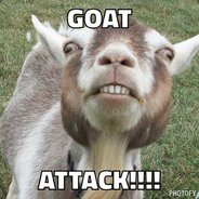 Le goat