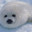 seal ***********