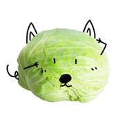 一颗坚强的包菜