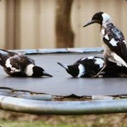 BushChooks