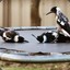 BushChooks