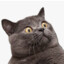 Catomic Booomb