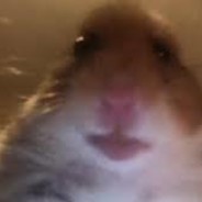 Hammy_Thehamster