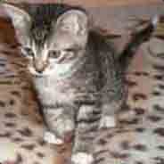 [NILF743]ffa.com.pl nowe Pluginy