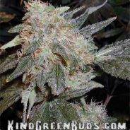 kush avatar