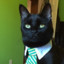 39th president of united kittens