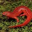 Salamander