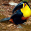 Ramphastos