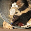GARBAGE CAN SKUNK