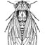 cicada