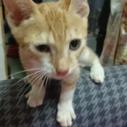 苟证是一种感觉