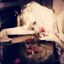 \ Candice /