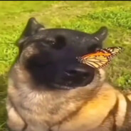 Хмурый мелкий