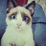 爱猫咪的怪蜀黍