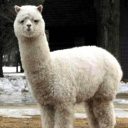 alpaca