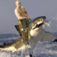 Putin in the stream