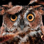 Mr. Owl