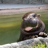 你喜欢河马吗  诶嘿