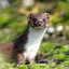 Weasel