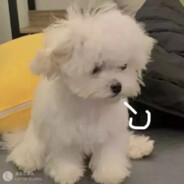 忧愁天文学家喝醋