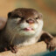 Otter