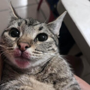 CEWKA JEBAŁA W BEMCE