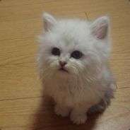 AsongforXX
