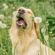 sneezing dog