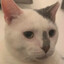 Miaow