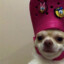 starry on modelo