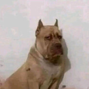 Perro Calzoski