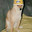 butter dog