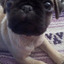 Muffins the Pug