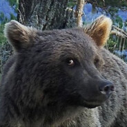 WISTYBEAR