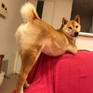 嫖唱大队 狗子哥