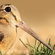 American Woodcock