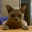 Avatar of player agshkv