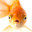 Saucy Fish's Avatar