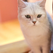 你算哪块小饼干