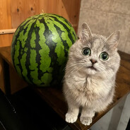 Настенька prime