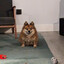 A facinating little fella