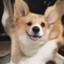 NeuroCorgi