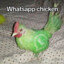 whatsapp chicken