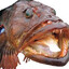 Filthy Lingcod