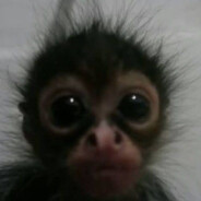 dumb monkey(: