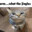 John Meow