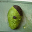 AvocaDOLF