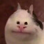 Cat?