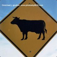 EvilCow
